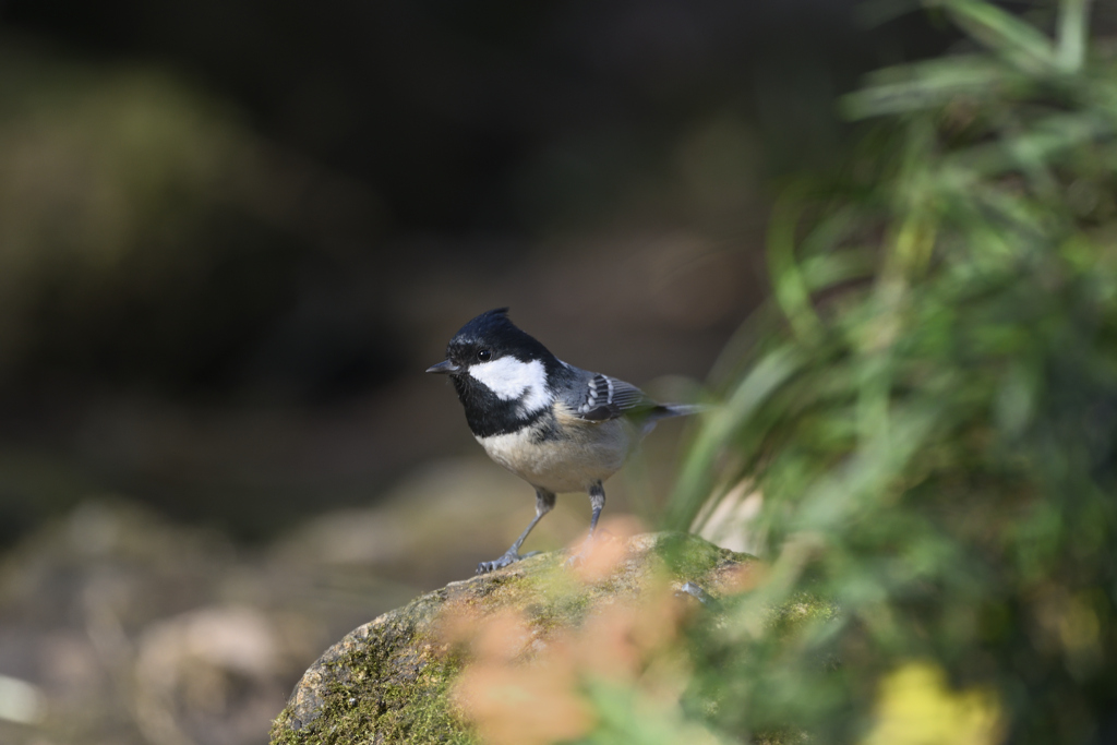 魅力に気づいた日Ⅰ