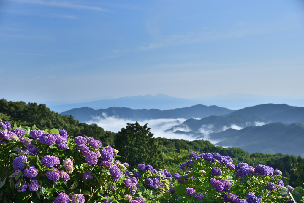 紫陽花そして雲海遠望