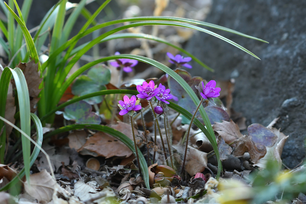 春の優し光を受けて