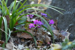 春の優し光を受けて