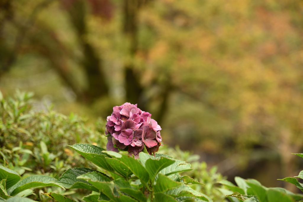紅葉と紫陽花