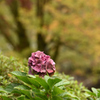 紅葉と紫陽花