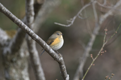 夕刻はふっくら