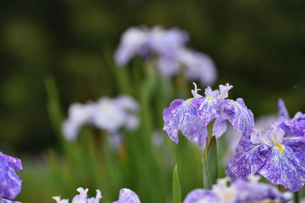 梅雨の花菖蒲Ⅰ