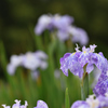 梅雨の花菖蒲Ⅰ