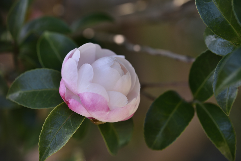 早くも開花