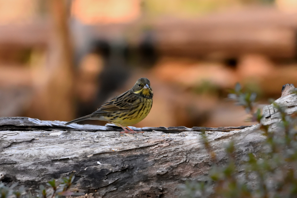 アオジ（元旦）