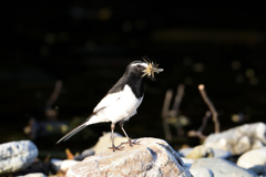 セグロセキレイ