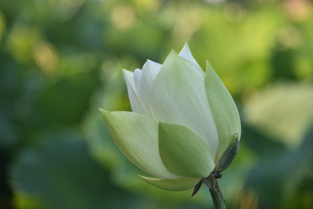 白い蓮花  朝