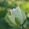 白い蓮花  朝