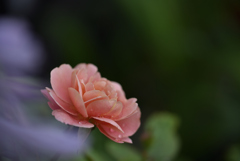 梅雨　庭の薔薇