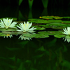睡蓮－深緑