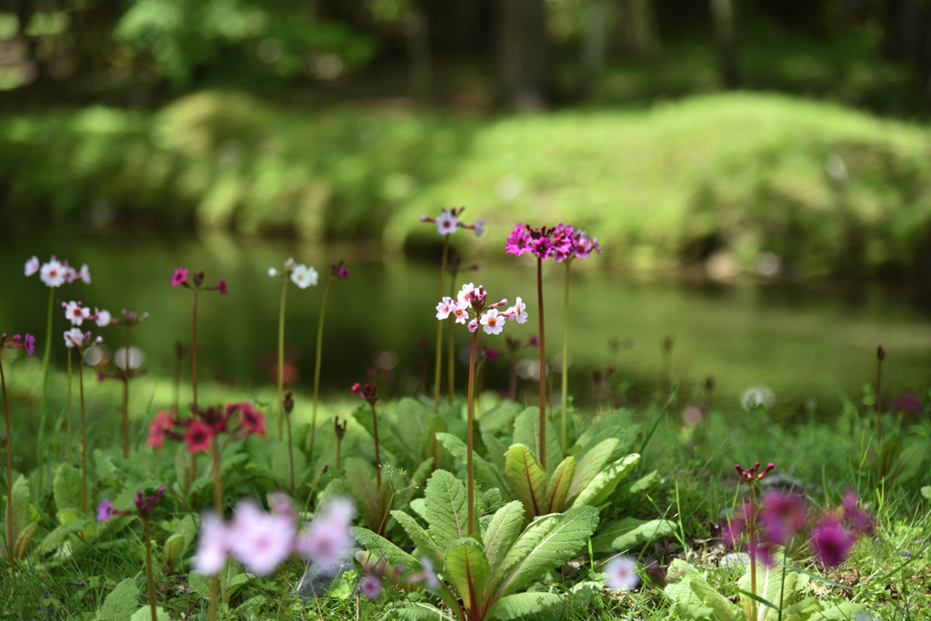 水辺の花