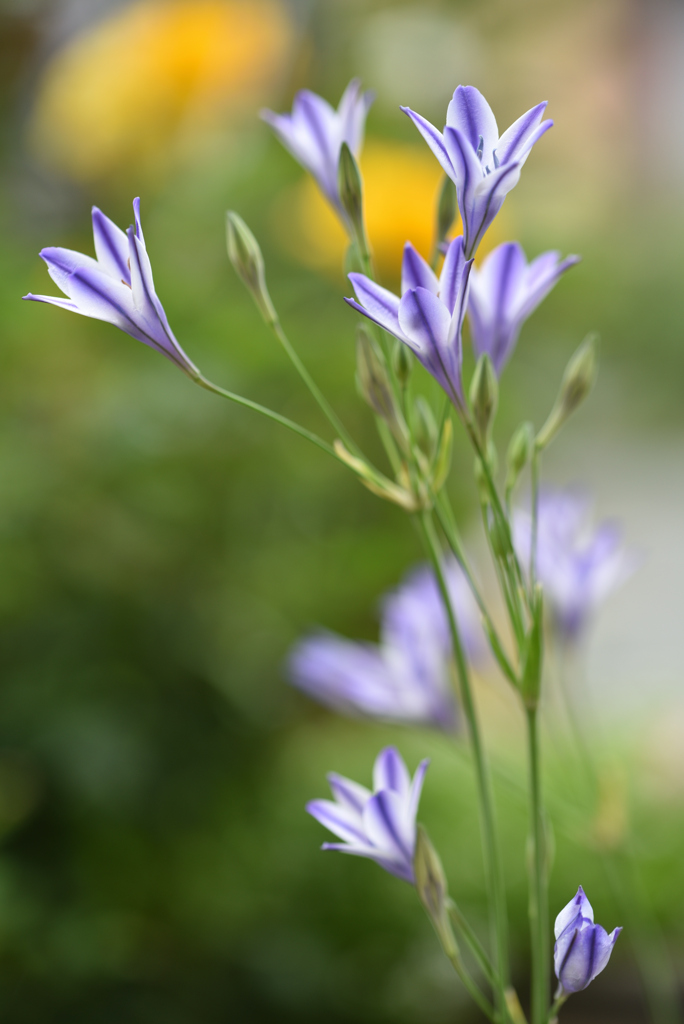 花言葉は淡い恋Ⅰ