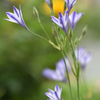 花言葉は淡い恋Ⅰ
