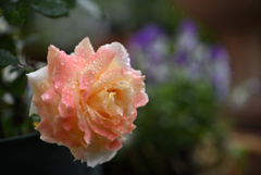 春の雨　庭の薔薇Ⅰ