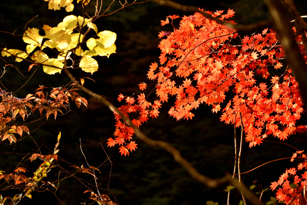 渓谷の紅葉Ⅰ