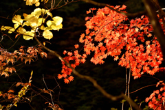 渓谷の紅葉Ⅰ