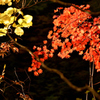 渓谷の紅葉Ⅰ