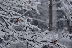 武蔵野雪景色Ⅲ