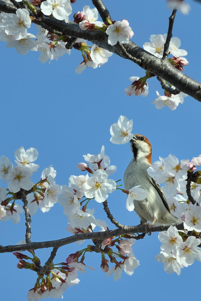 お目当ては花の蜜