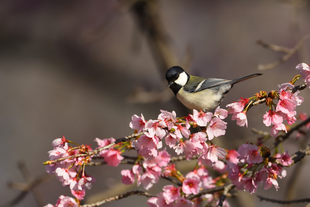 桜にシジュウカラⅢ