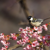 桜にシジュウカラⅢ