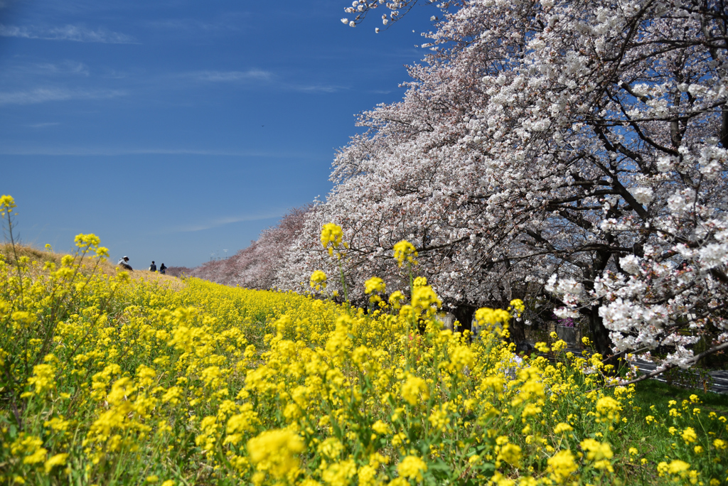 お花見Ⅱ