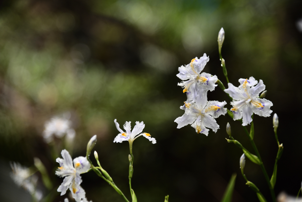 軽雨の小道　シャガの花