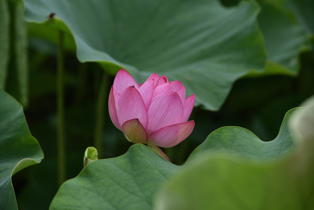 初夏の池Ⅲ