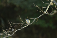 森に包まれれる様に