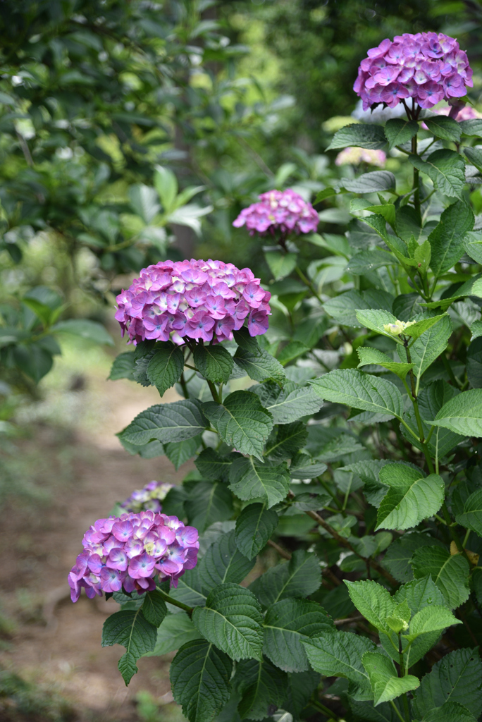 寺に通じる紫陽花の小径