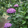寺に通じる紫陽花の小径