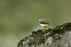 秋 渓谷の貴婦人Ⅱ