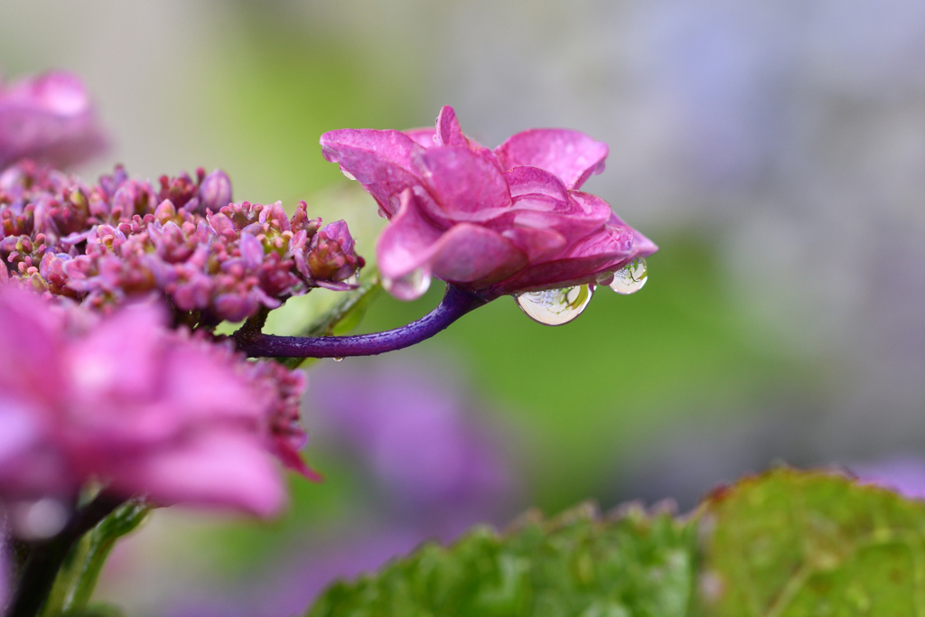 梅雨の庭にてⅠ