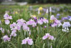 梅雨の花菖蒲Ⅲ