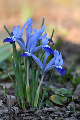 小さなアイリス