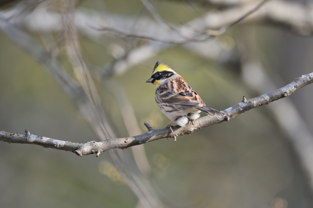 お山のモヒカン