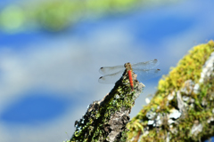 雲映す川面と赤蜻蛉