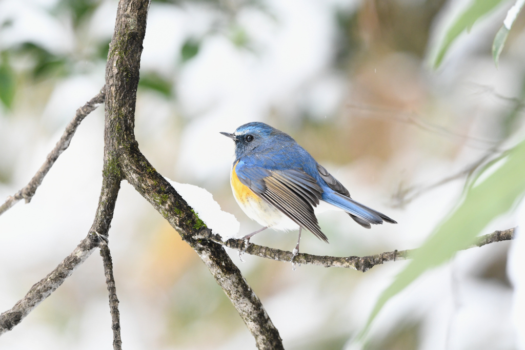 雪の公園ルリビタキ