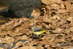 落ち葉を踏んで