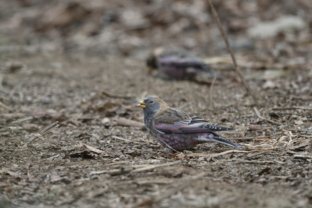 ハギマシコ採餌