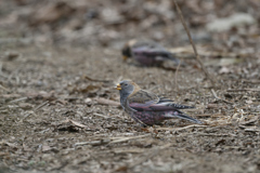 ハギマシコ採餌