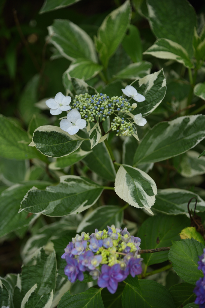 らしからぬ紫陽花