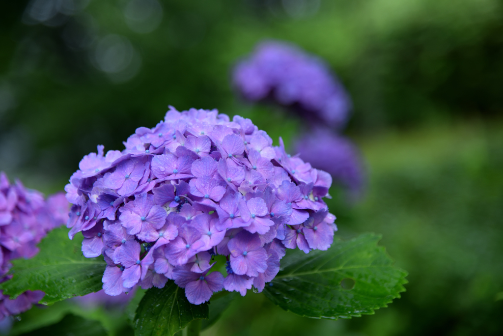 梅雨の紫陽花Ⅰ