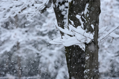 武蔵野雪景色Ⅱ