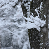 武蔵野雪景色Ⅱ