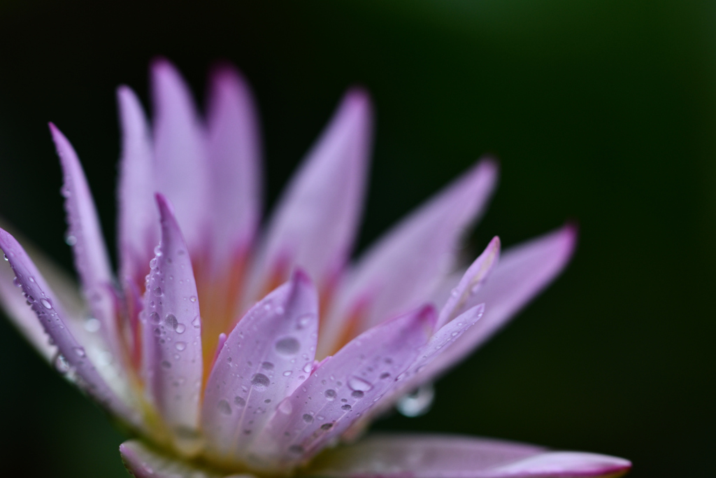 梅雨　庭の睡蓮Ⅰ