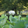 白い蓮花　一輪