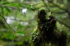 屋久島 雨が育む森